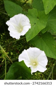 The plant bindweed Calystegia sepium grows in the wild