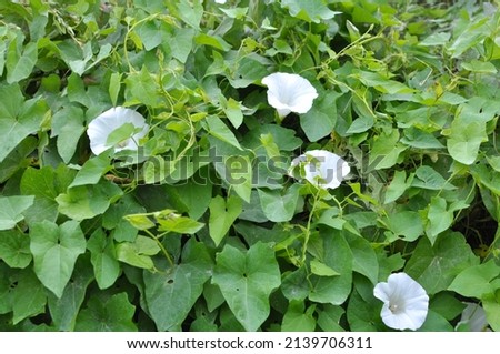 The plant bindweed Calystegia sepium grows in the wild