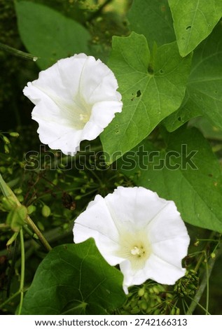 The plant bindweed Calystegia sepium grows in the wild