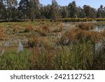 Plant and bird life at Victoria Park Lake, Shepparton