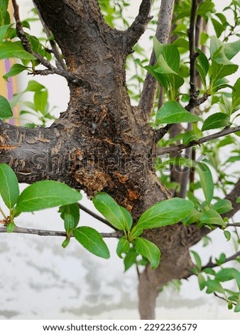 Plant bleeding, plant excrete waste material in different forms like resin,gel etc Stock photo © 