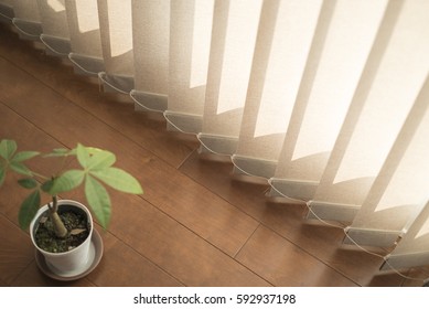 plant and blinds