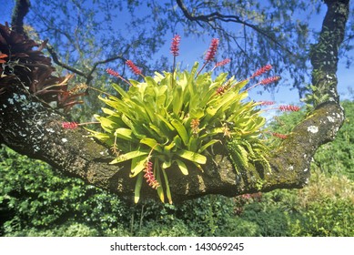 Plant Blooming In Cypress Gardens In Central Florida