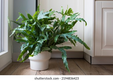 A Plant Of Blue Star Fern (Phlebodium Aureum), A Fancy Houseplant, On The Floor In A House Near A Window.