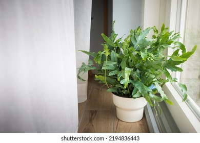 A plant of Blue Star fern (Phlebodium aureum), a fancy houseplant, on the floor in a house near a window.