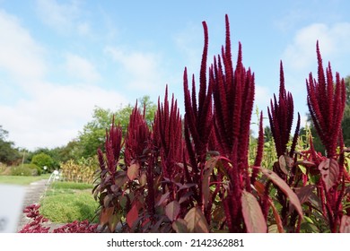 A Plant In The Botanical Garden Of The Christian Albrechts University Of Kiel.