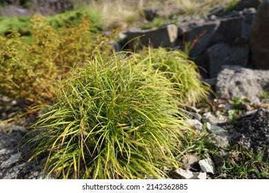 A Plant In The Botanical Garden Of The Christian Albrechts University Of Kiel.