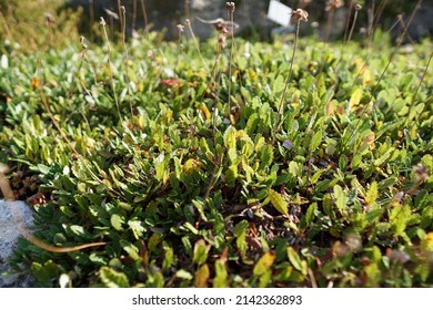 A Plant In The Botanical Garden Of The Christian Albrechts University Of Kiel.