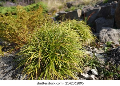 A Plant In The Botanical Garden Of The Christian Albrechts University Of Kiel.