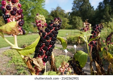 A Plant In The Botanical Garden Of The Christian Albrechts University Of Kiel.