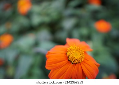 A Plant In The Botanical Garden Of The Christian Albrechts University Of Kiel.