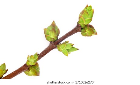 Plant Branch With Buds And Small Leaves Isolated On White Background