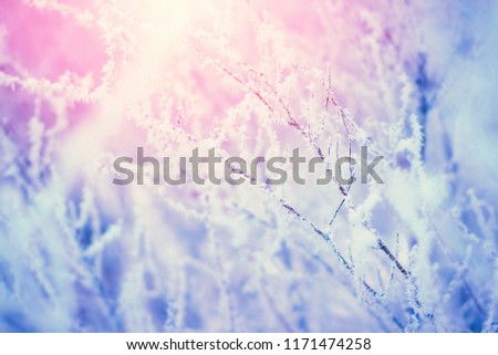 Plant branch covered with snow frost. Winter nature background with sunshine