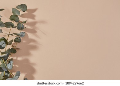 Sombra de la rama de planta sobre fondo beige