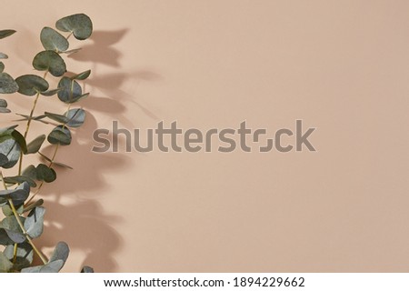 Plant branch shadow on beige background