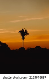 Plant Of The Brazilian Flora, Native To The Cerrado Forest Region. Tropical Florests.