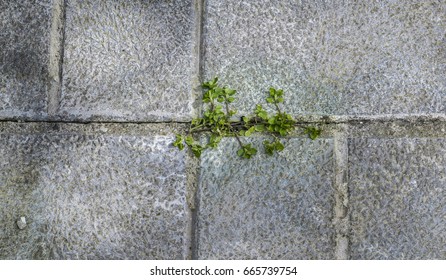 Plant Breaking Through The Paving.