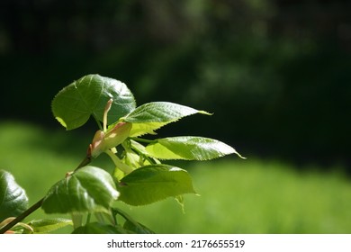 Plant Buds And Nature Flowers Come Back To A New Life