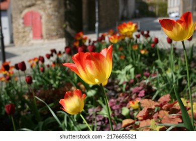 Plant Buds And Nature Flowers Come Back To A New Life