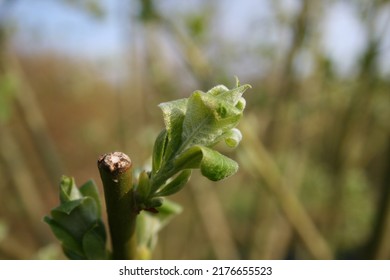 Plant Buds And Nature Flowers Come Back To A New Life