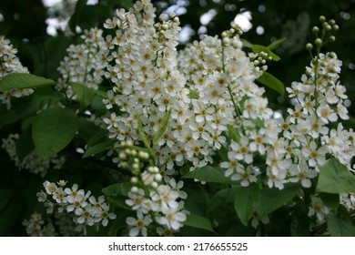 Plant Buds And Nature Flowers Come Back To A New Life