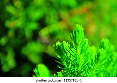 Plant and bug