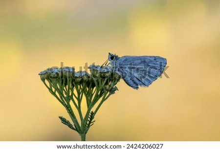 Plant butterfly Syrian Hopper (Muschampia nomas)