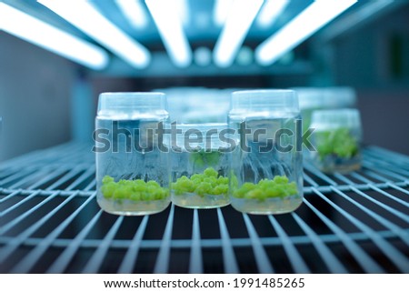 Plant callus tissue culture, biology science for plant regeneration. Various plants cultivated in vitro in dishes and tubes in nutrient medium, biotechnology concept In vitro growth medium.