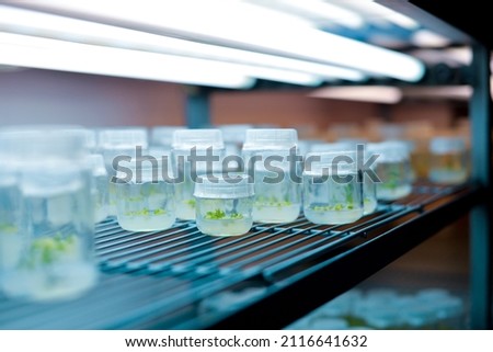 Plant callus tissue culture. Biology science plant regeneration. Various plants cultivated in vitro in dishes and tubes in nutrient medium, biotechnology concept In vitro growth medium