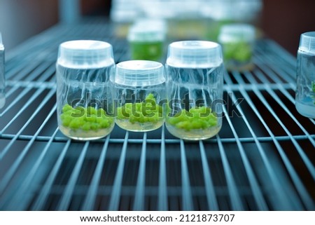 Plant callus tissue culture, biology science for plant regeneration. In vitro growth medium. Various plants cultivated in vitro in dishes and tubes in nutrient medium, biotechnology concept.