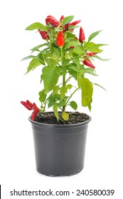 a plant of capsicum annuum with small red peppers in a black plant pot on a white background