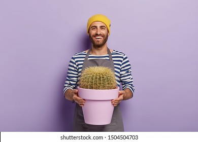 Plant care concept. Happy male gardener holds pot with cactus, dressed in striped jumper and apron, being in good mood, isolated over purple background. Cheerful man with potted green plant. - Powered by Shutterstock