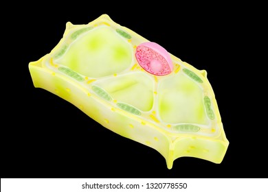 Plant Cell Model For Education Isolated On Black Background