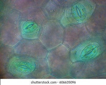 Plant Cells