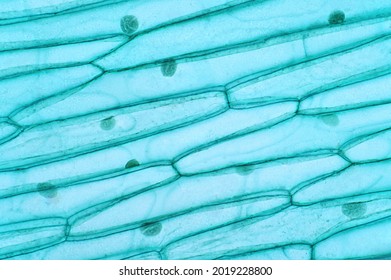 Plant Cells Have Cell Walls, Constructed Outside The Cell Membrane And Composed Of Cellulose, Hemicelluloses, And Pectin.