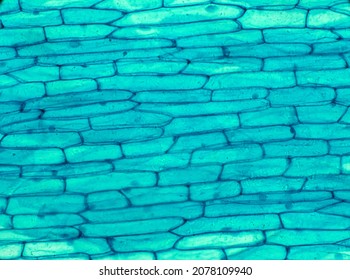 Plant Cells, Microscope Image Of The Skin Of An Onion Showing The Cells Enclosed With Cellulose Walls