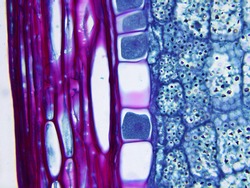 selago stem - cross section cut under the microscope – microscopic view ...