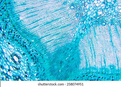 Plant Cells Under Microscope Stock Photo 258074951 | Shutterstock