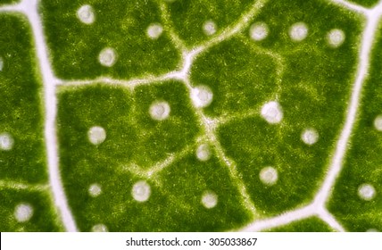 Plant Cells Under Microscope.100x