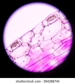 Plant Cells Under Microscope400x Stock Photo 304288745 | Shutterstock