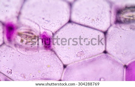 plant cells under microscope.400x