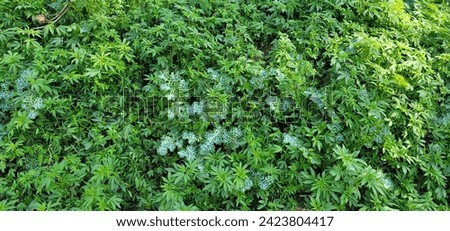 The plant is characterized by its prickly leaves and purple flower heads. The leaves can appear greenish-gray or greenish-white due to the whitish veins that run through them. The active ingredient in