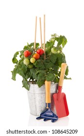 Plant With Cherry Tomatoes In Sink Pot