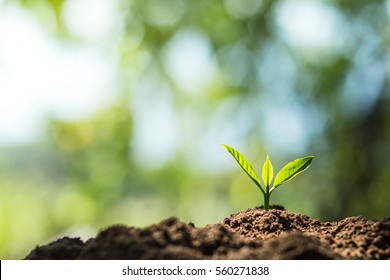 Plant Coffee Seedlings In Nature