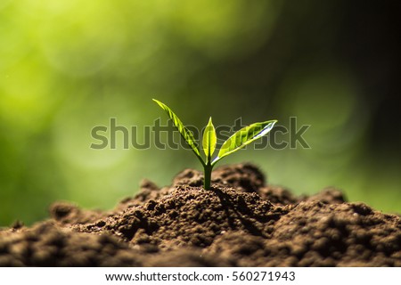 Plant Coffee seedlings in nature