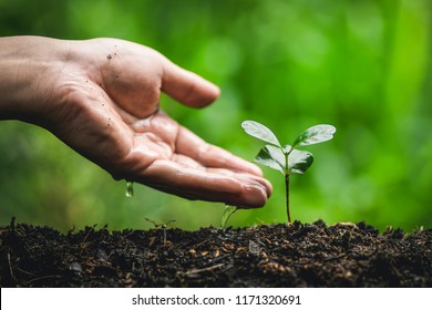 Plant coffee tree Growing Coffee,hand  Watering 
 - Shutterstock ID 1171320691