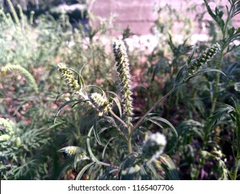 Plant Common Ragweed.Annual Ragweed.Ambrosia Artemisiifolia