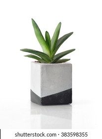 Plant In A Concrete Painted Cubic Pot