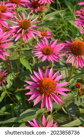 Plant Of Coneflower, Echinacea Angustifolia