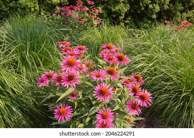 Plant Of Coneflower, Echinacea Angustifolia